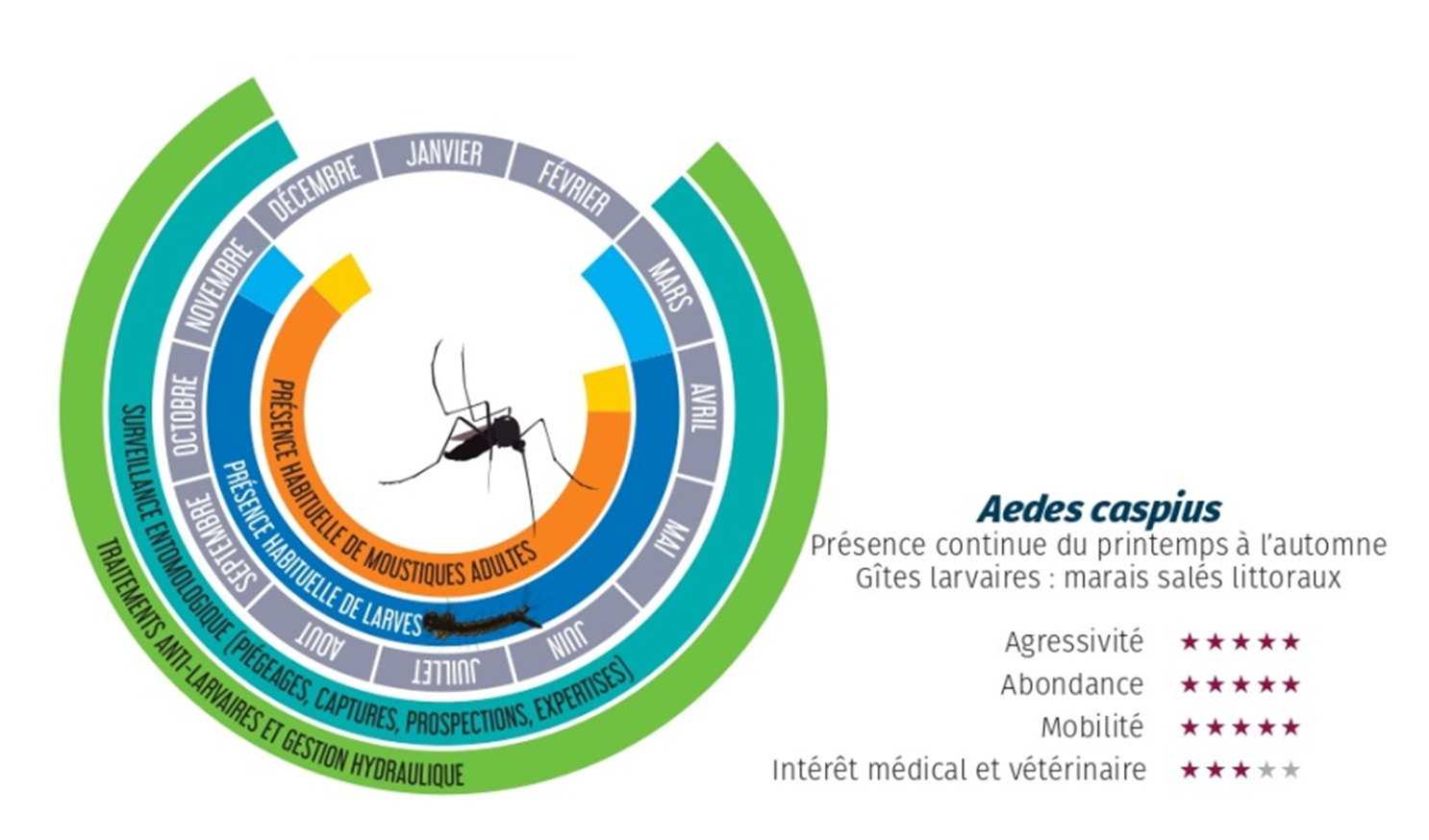 Dynamique d'Aedes caspius