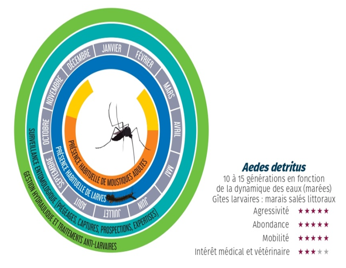 Dynamique d'Aedes detritus