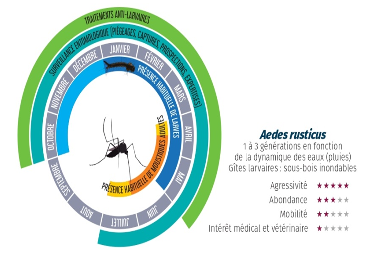Dynamique d'Aedes rusticus