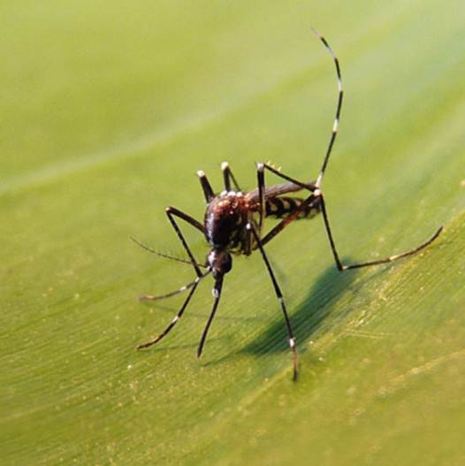 Aedes albopictus