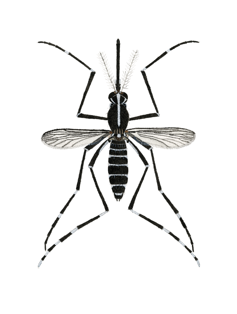 Aedes albopictus