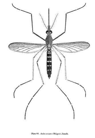 Aedes vexans