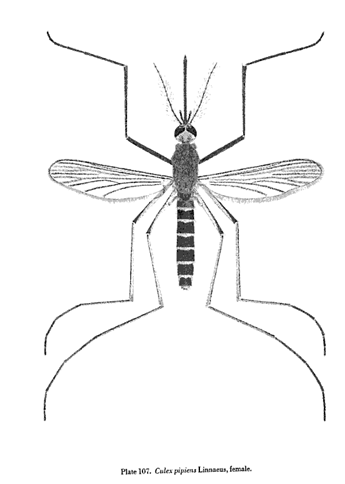 Culex pipiens